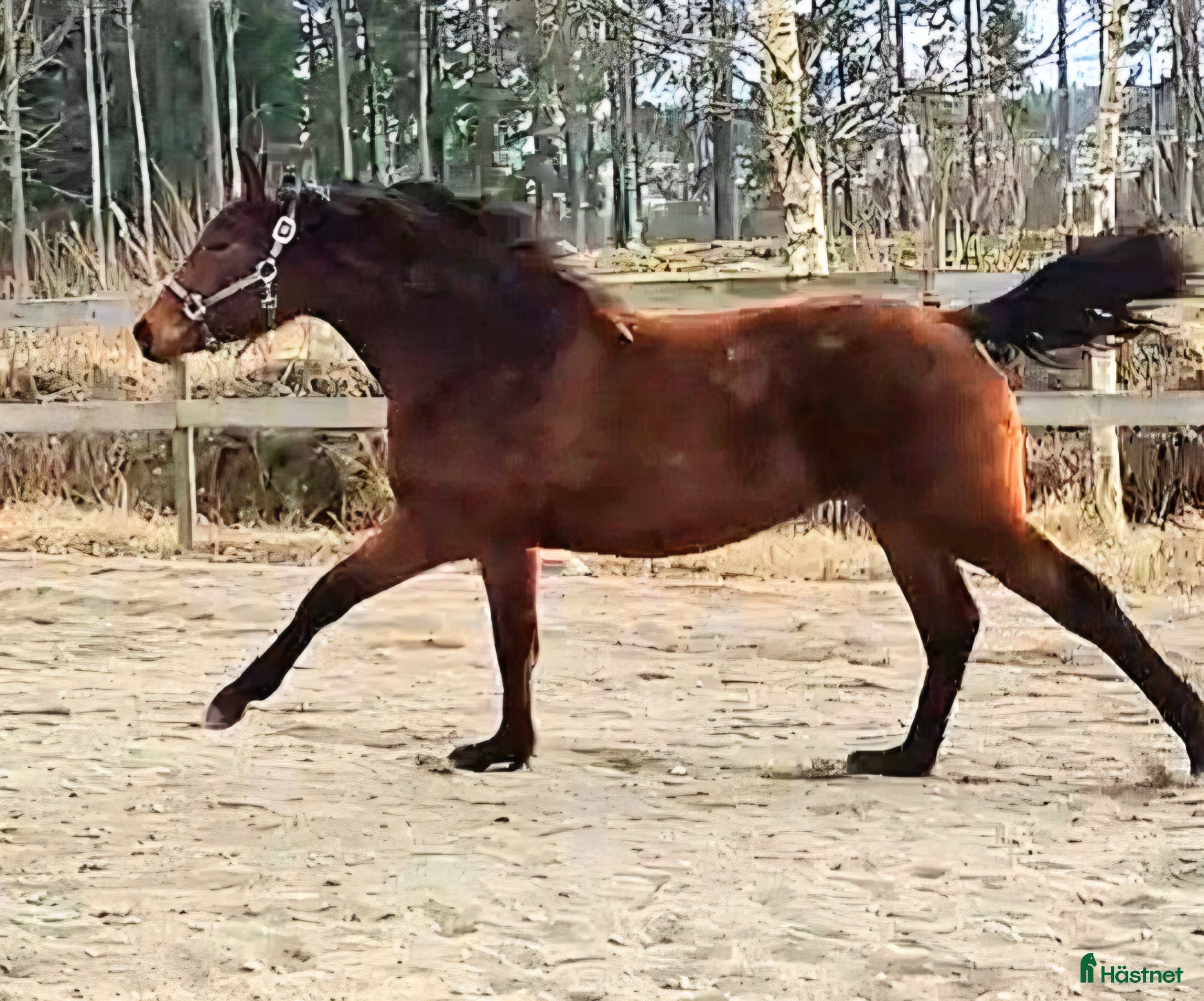 Allround hästar till salu: Härligt ungsto - Annons 1