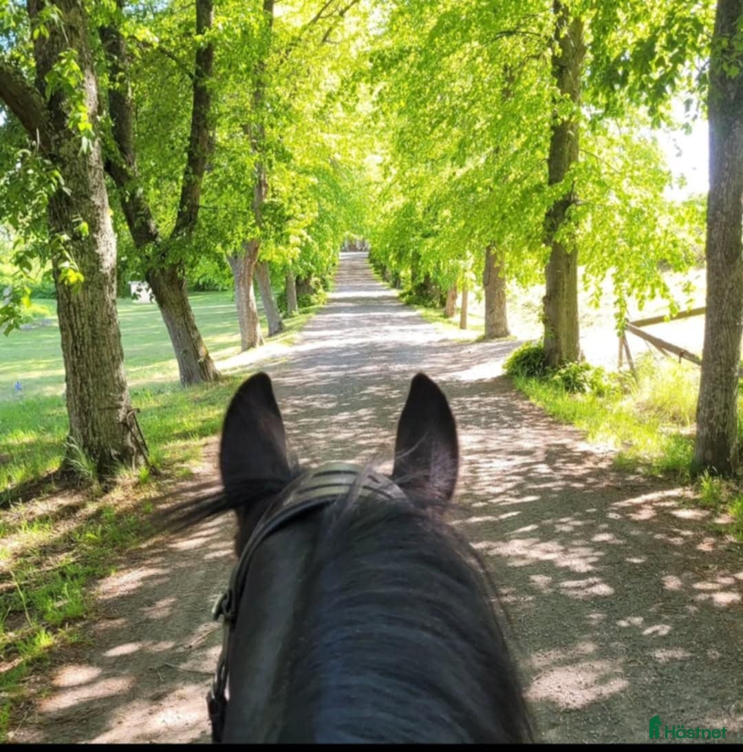  stallplats finnes: Box ledig på Almare Stäket! i Kungsängen - Annons 6