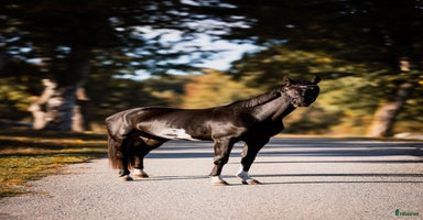  hästar i Urshult - Annons 7