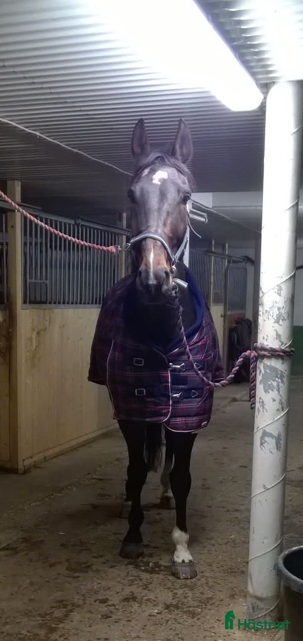  hästar Varmblod valack f 2007 i Undrom - Annons 6