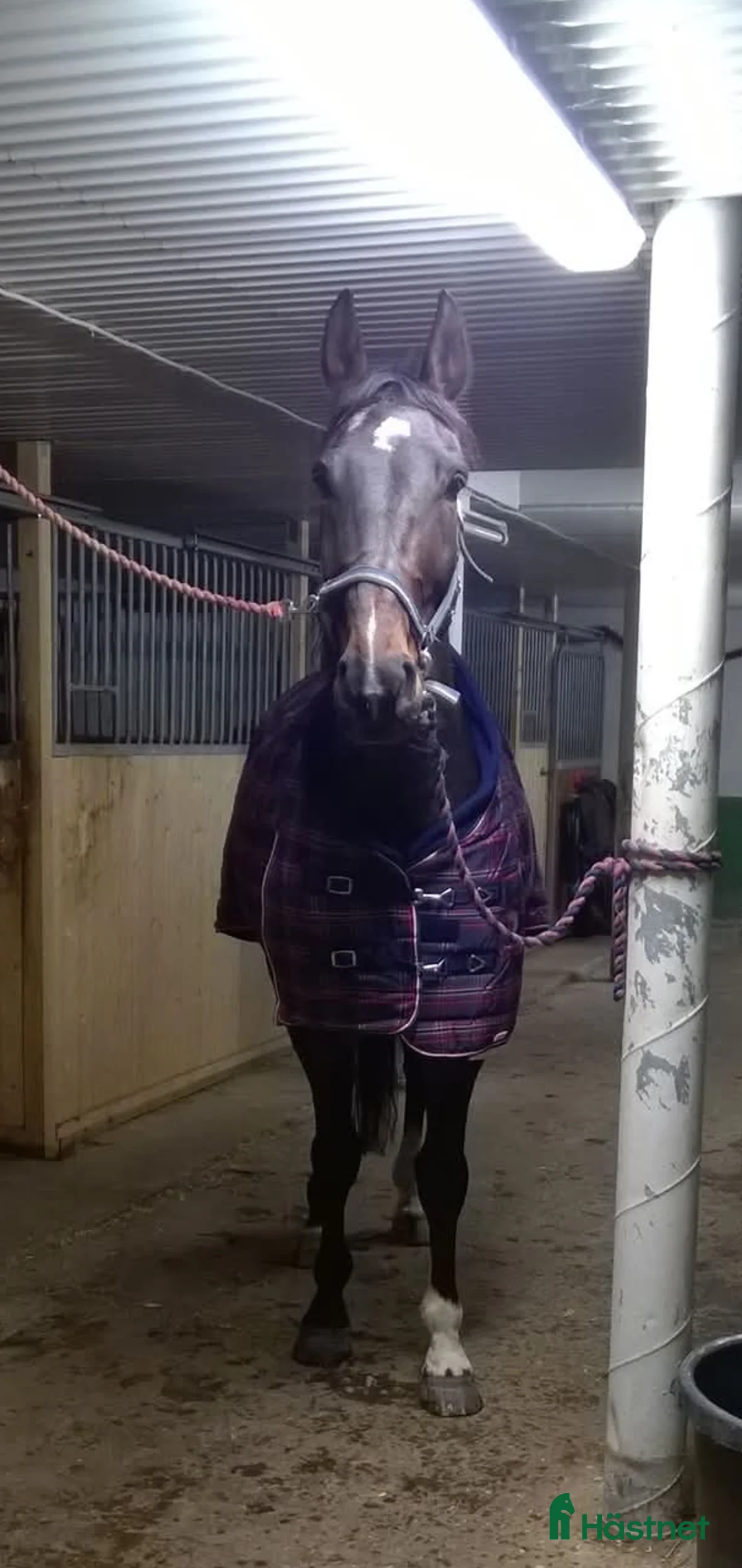 Sällskap hästar till salu: Varmblod valack f 2007 i Undrom - Annons 1