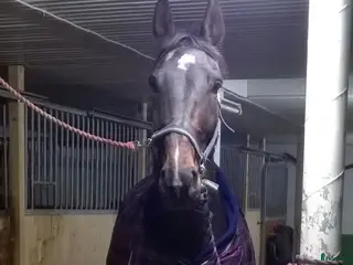 hästar Varmblod valack f 2007 i Undrom - Annons 6