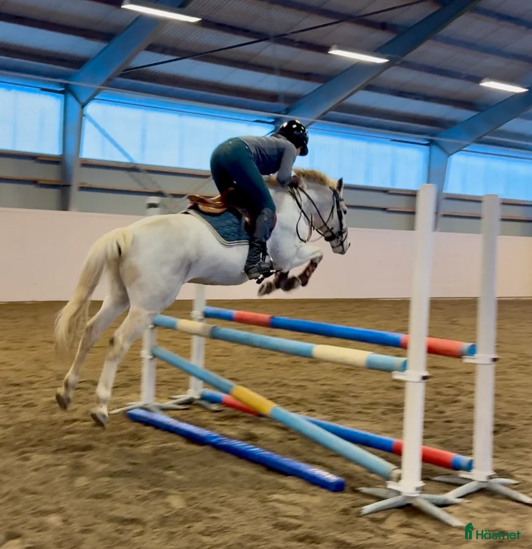 Allround hästar till salu: D- ponny med storhäst känsla till salu‼️ - Annons 2