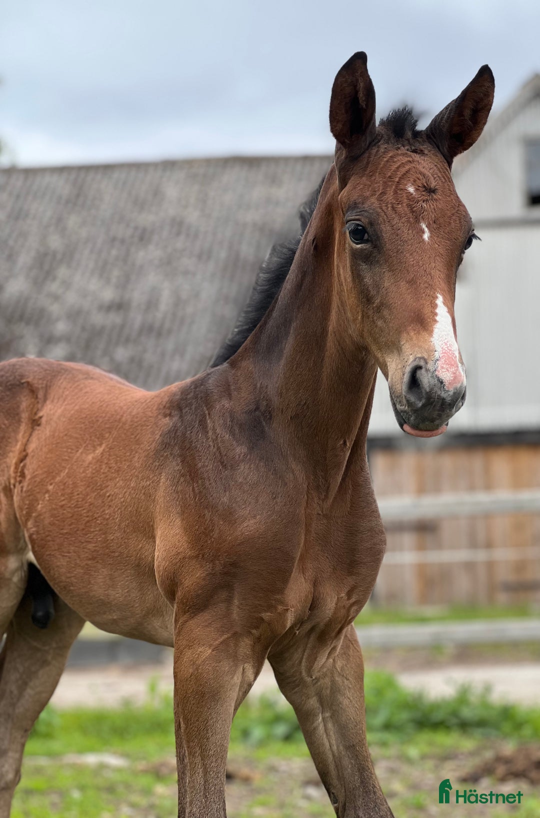 Hoppning hästar till salu: Lovande unghäst! SÅLD - Annons 4