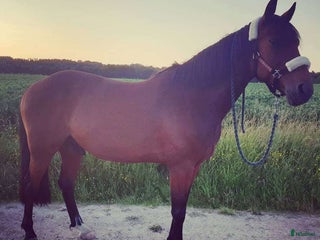 hästar 2 st sociala trevliga valackar - Annons 16