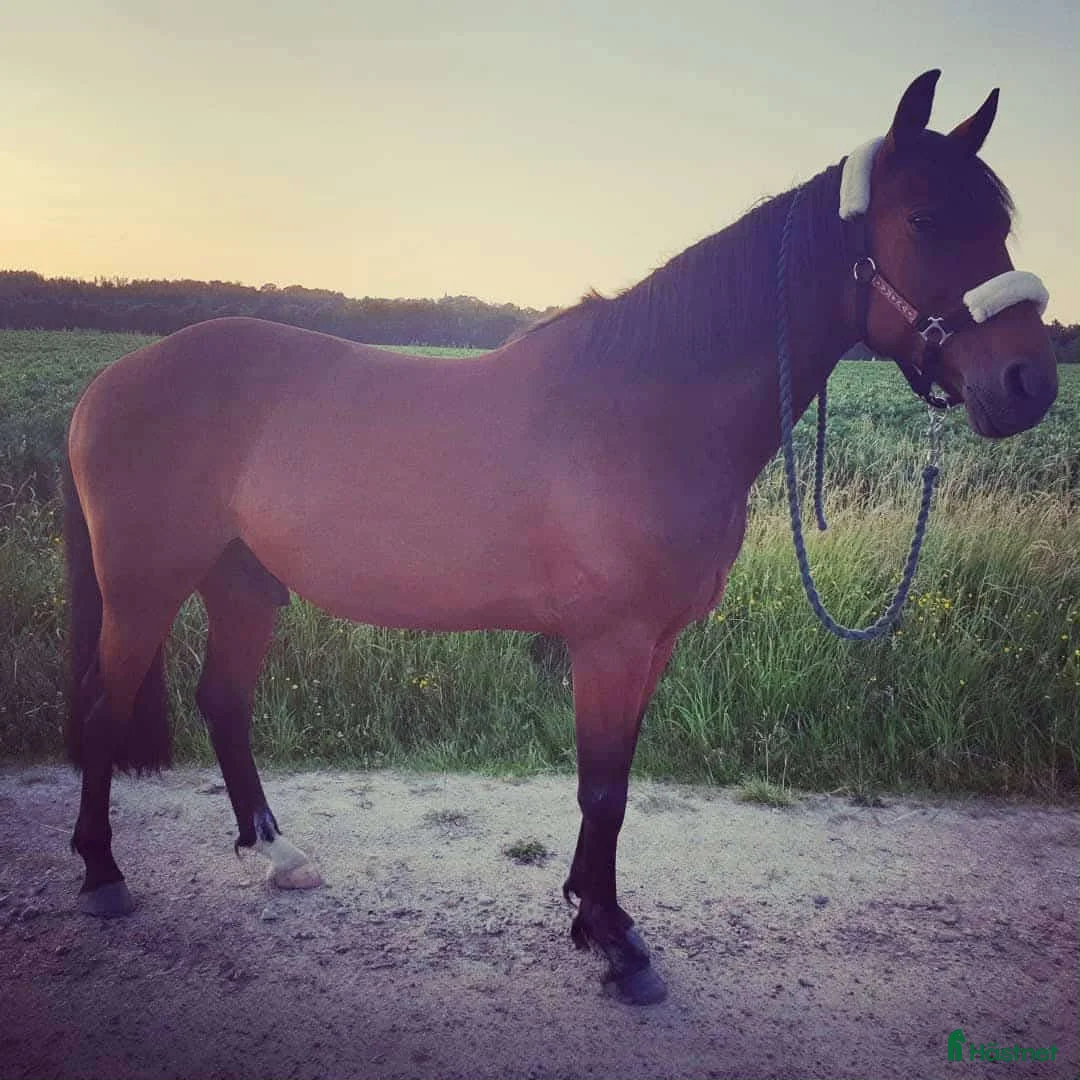 Allround hästar till salu: 2 st sociala valackar - Annons 1