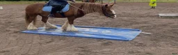 Working Equitation hästar till salu: Trygg cob kille - Annons 5