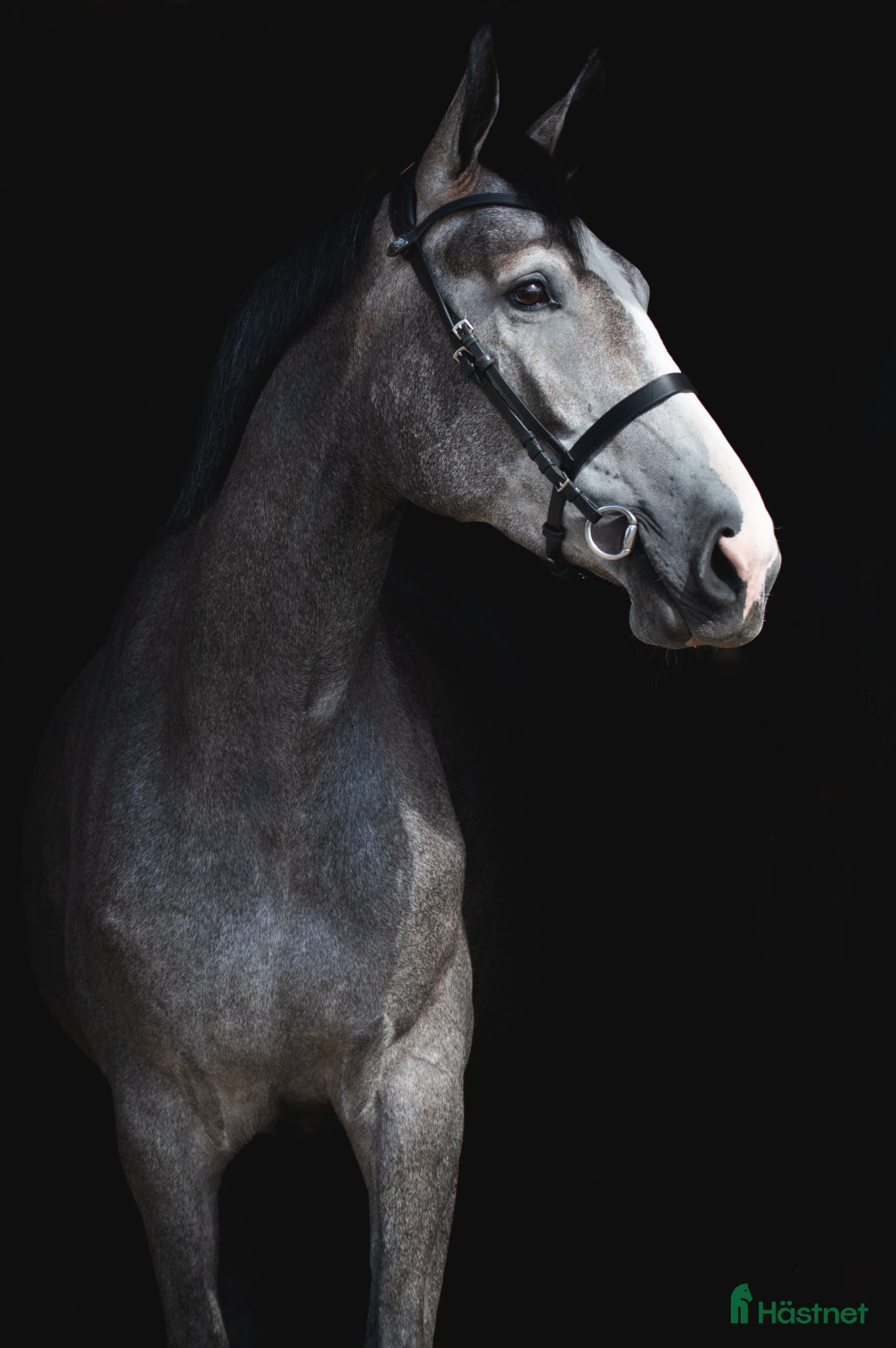  medryttarhäst finnes: Söker ansvarsfull medryttare - Annons 7