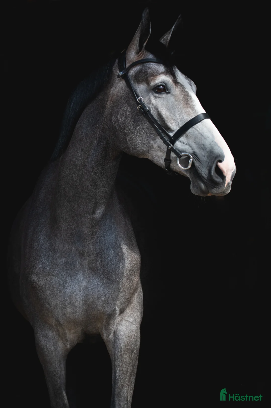  medryttarhäst finnes: Söker ansvarsfull medryttare - Annons 1