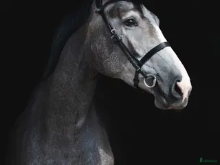 medryttarhäst finnes: Söker ansvarsfull medryttare - Annons 7