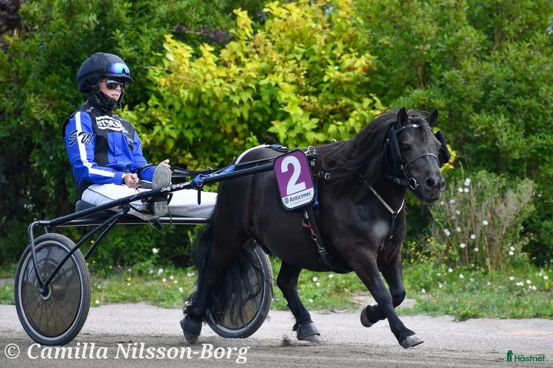 Trav hästar till salu: Shettis med ett stort hjärta  - Annons 2