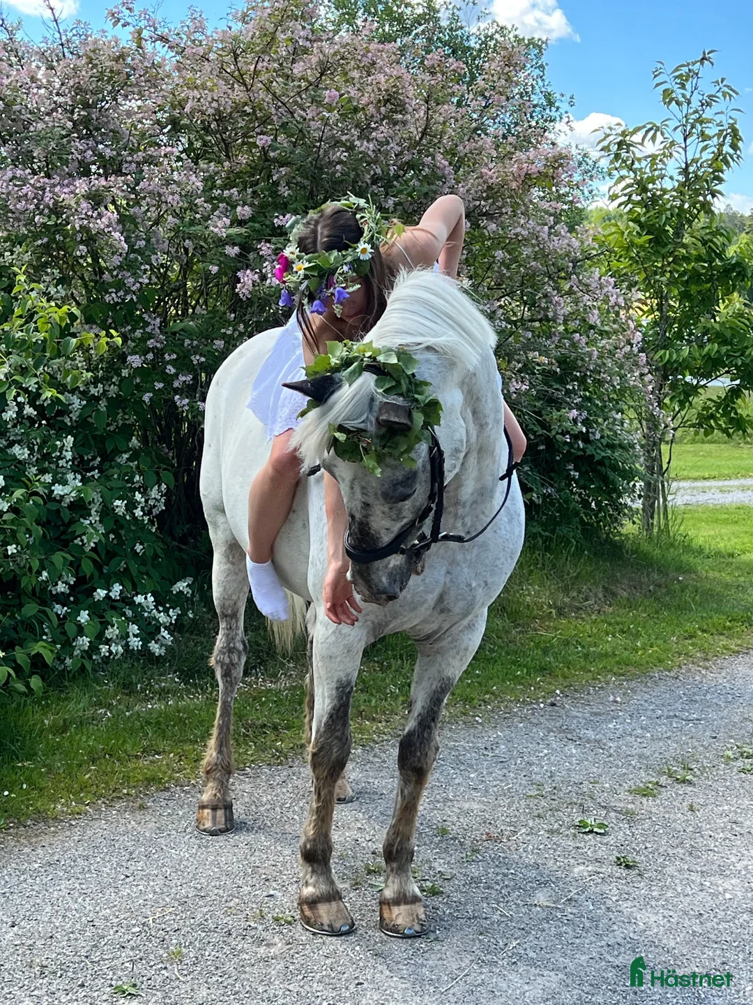 Hoppning hästar till salu: Ponny med största hjärtat säljes - Annons 2