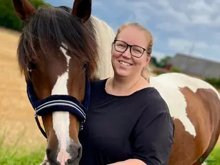 stallplats Lösdrift/stallplats sökes i Råå - Annons 12
