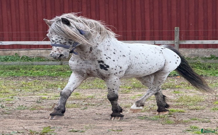  hästar i Nyköping - Annons 2
