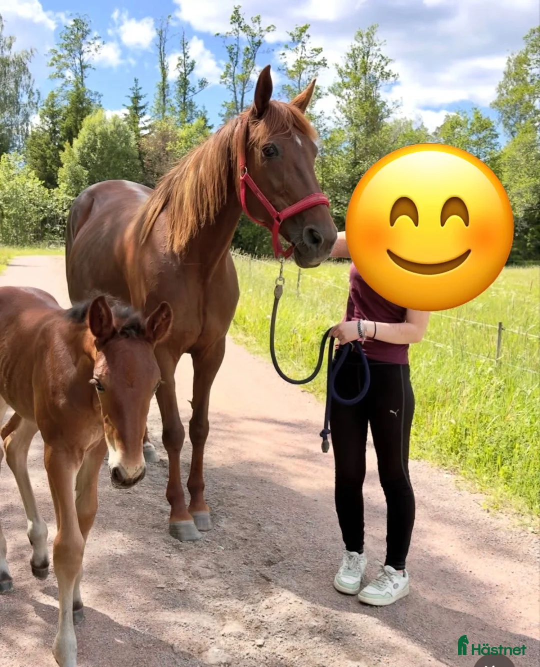 Allround hästar till salu: Finaste Fuxa - Annons 4