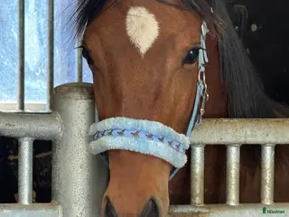 hästar Swb åring e.Cornettino Ask - Annons 3