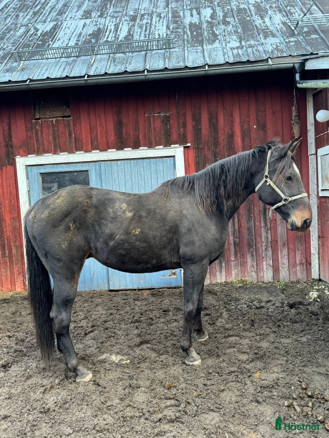Allround hästar till salu: Varmblodsvallack -16. i Stöde - Annons 2
