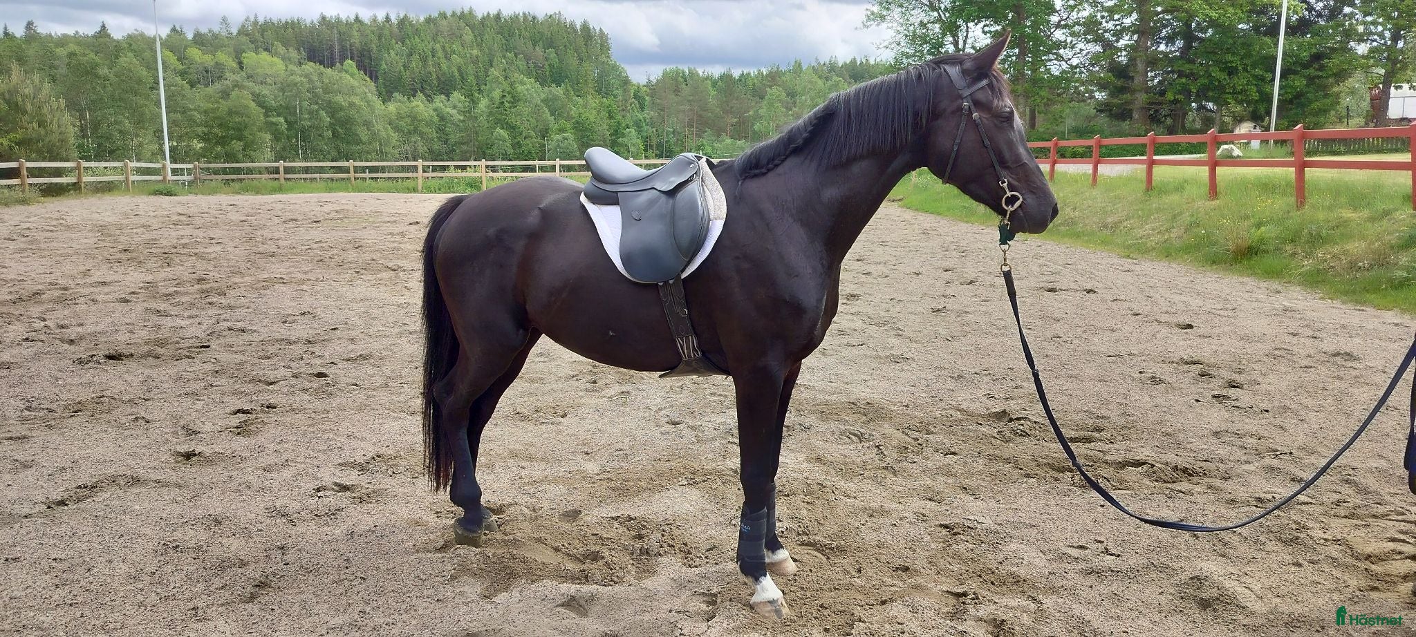  hästar Trevlig 3-årig halvblodsvalack - Annons 1