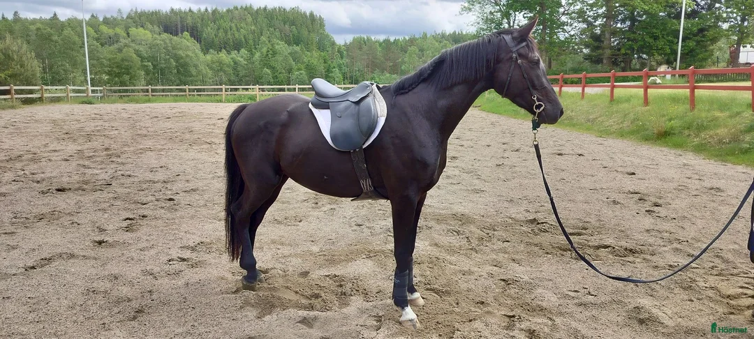 Allround hästar till salu: Trevlig 3-årig halvblodsvalack - Annons 1