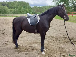 hästar Trevlig 3-årig halvblodsvalack - Annons 1