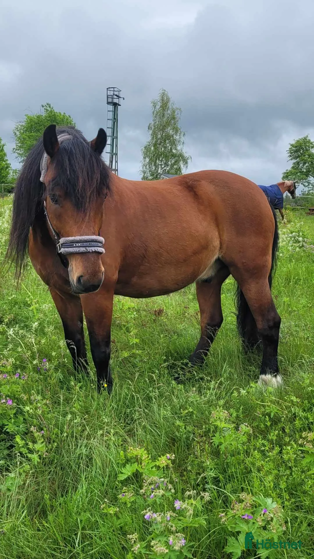 Allround hästar till salu: Skogsmulle säljes i Jädraås - Annons 2