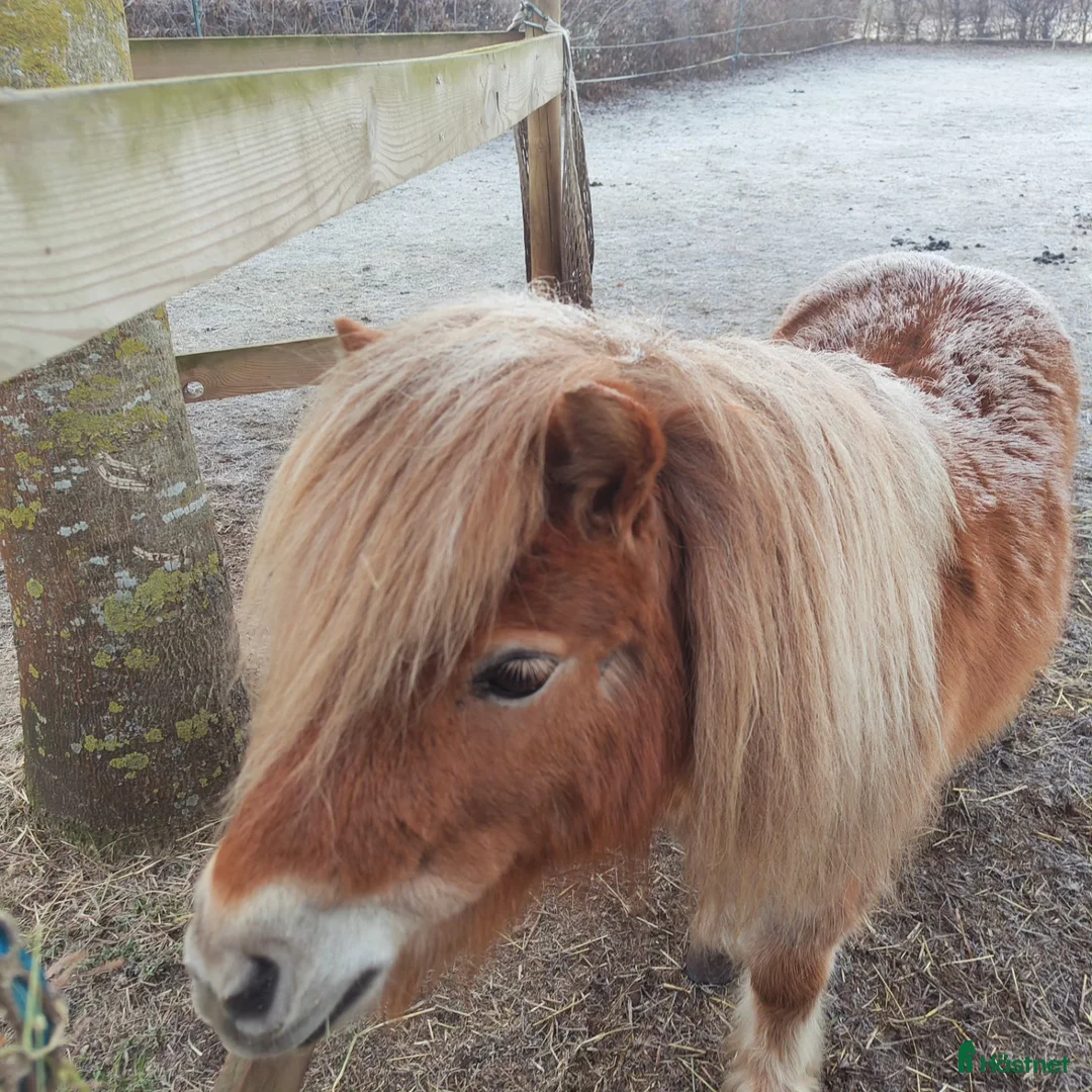 Sällskap hästar till salu: Minishetlandssto  - Annons 3