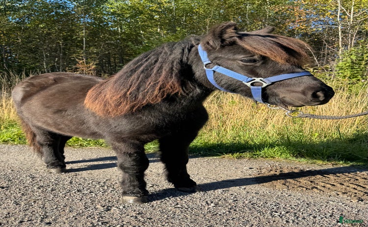 hästar i Rimbo - Annons 1