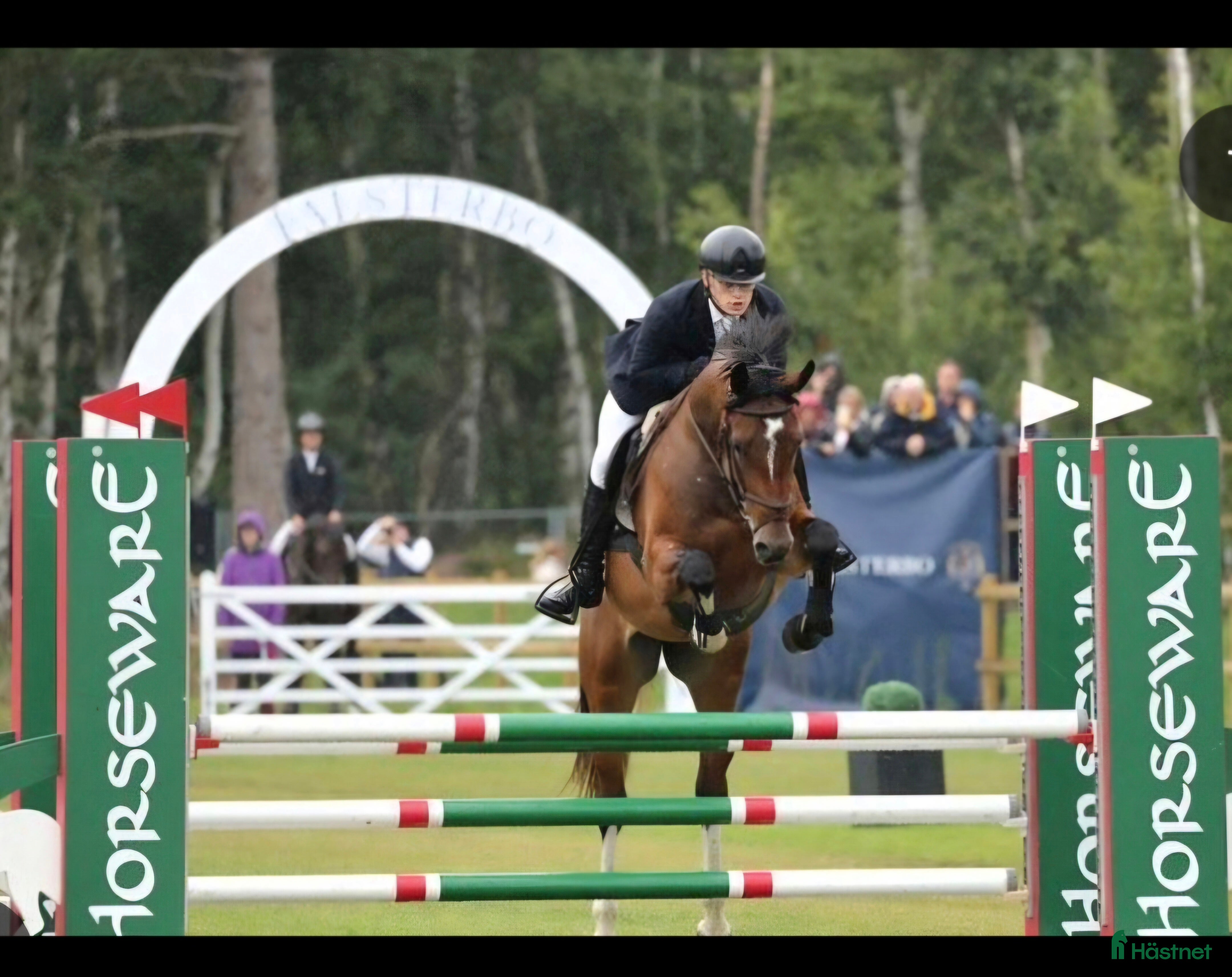  hästar Trevlig, talangfull 6-åring - Annons 5