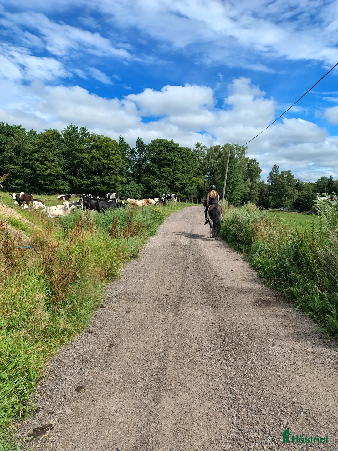 Island hästar till salu: Vacker valack till salu - Annons 3