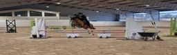 Allround hästar till salu: Fantastisk allround ponny - Annons 5