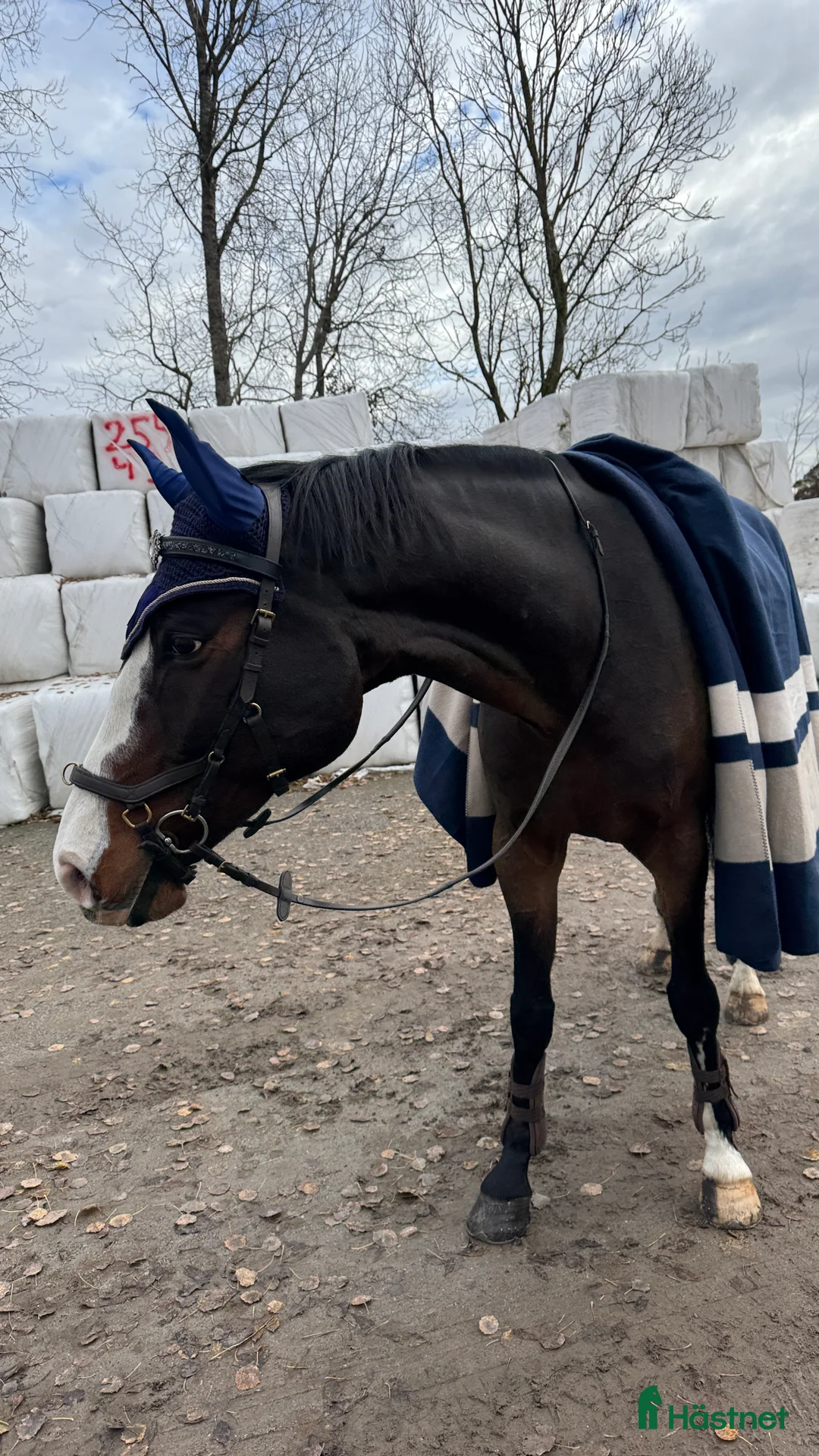  medryttarhäst finnes: Erfaren medryttare till häftig Swb hopp/dressyr i Västerhaninge - Annons 16