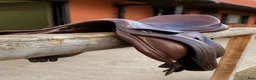 Sadlar hästutrustning till salu: Prestige joy jumper 16” - Annons 4