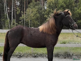 hästar Nytt hem sökes AKUT i Mjölby - Annons 10