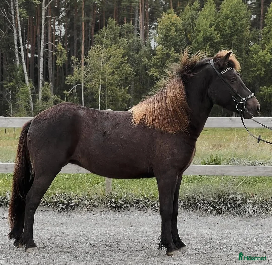 Island hästar till salu: Sto född 2021 söker nytt hem i Mjölby - Annons 1