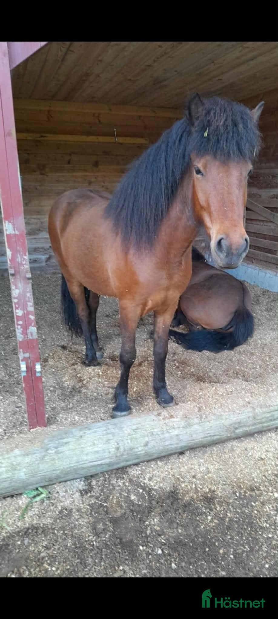 hästar Tryggt trevligt sto - Annons 1