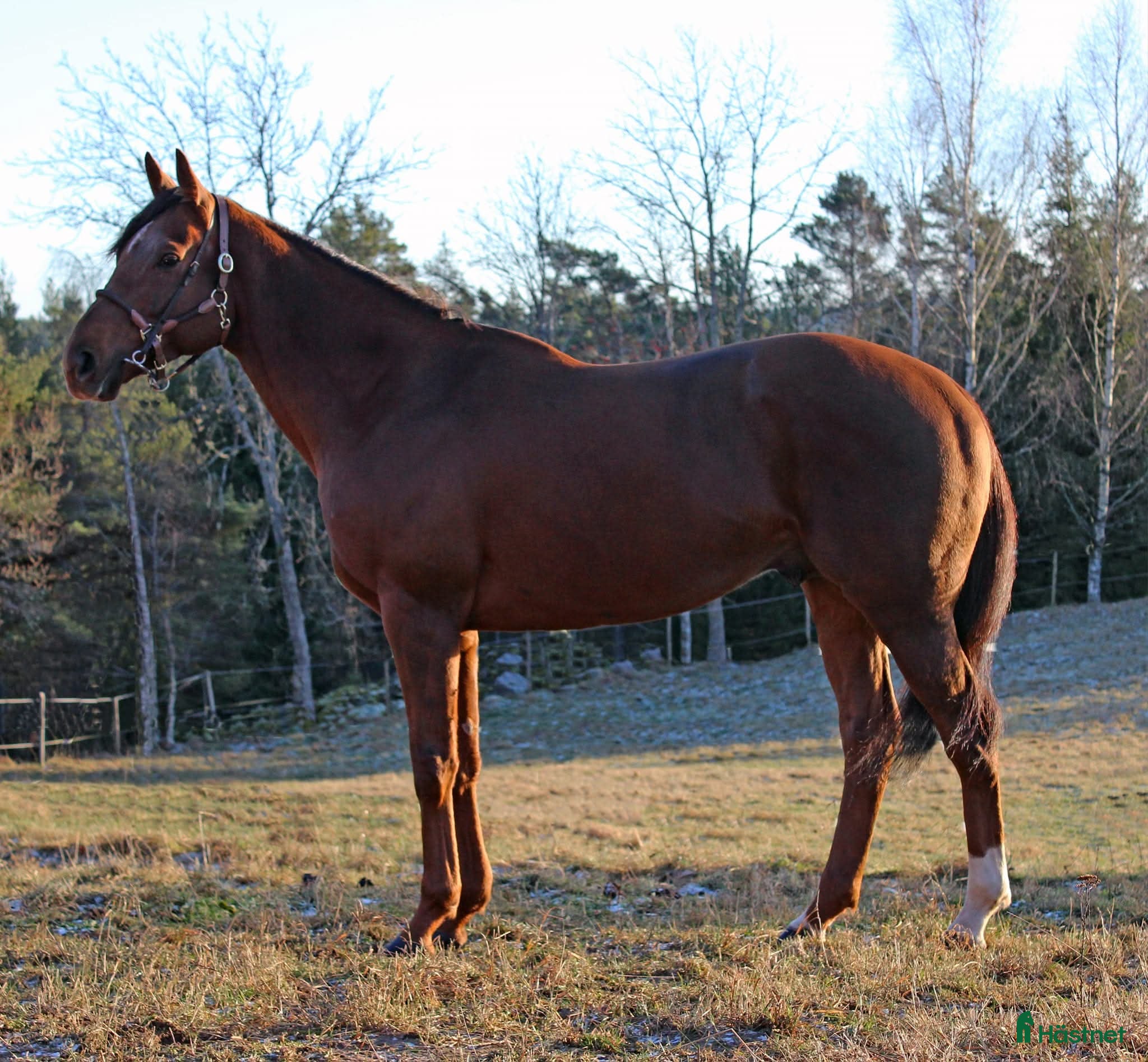  hästar Avelshingst söker nytt hem - Annons 7