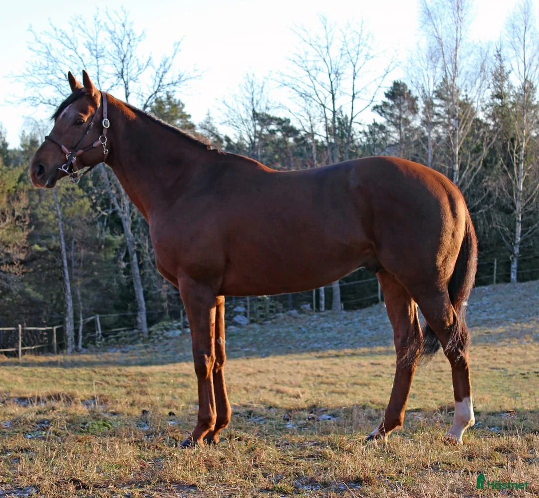 Avelshästar hästar till salu: Avelshingst söker nytt hem - Annons 1