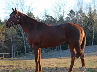 hästar Avelshingst söker nytt hem - Annons 7