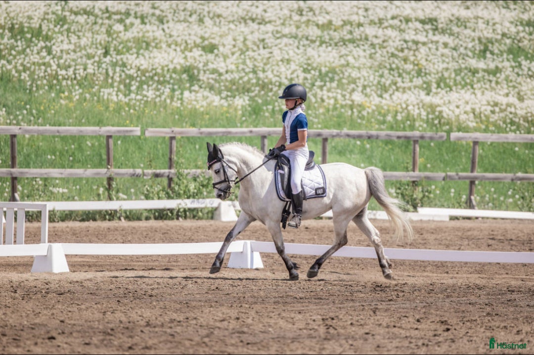 Dressyr hästar till salu: Vacker och personlig C-ponny söker sitt nästa hem i Hudiksvall - Annons 3