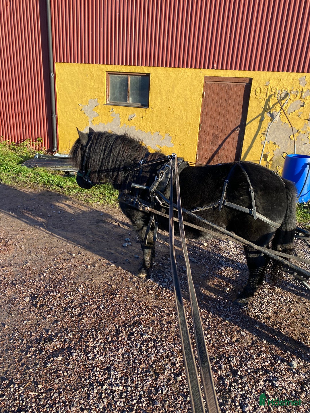 Allround hästar till salu: Maxat inkört shetlandssto i Karlstad - Annons 1