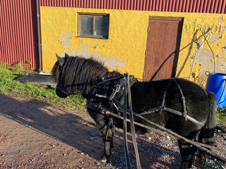hästar Maxat inkört shetlandssto i Karlstad - Annons 14