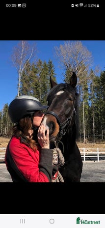 foderhäst i Kolmården - Annons 4