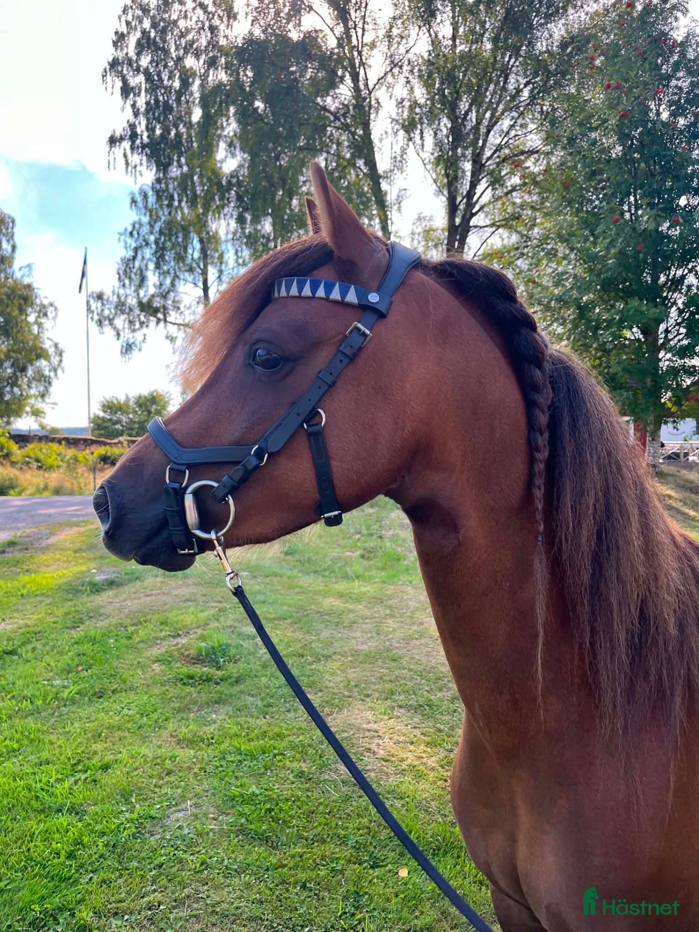  hästar Framtidens ponnystjärna - Annons 15
