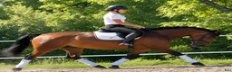 Allround hästar till salu: Your Dream allround partner - Annons 4