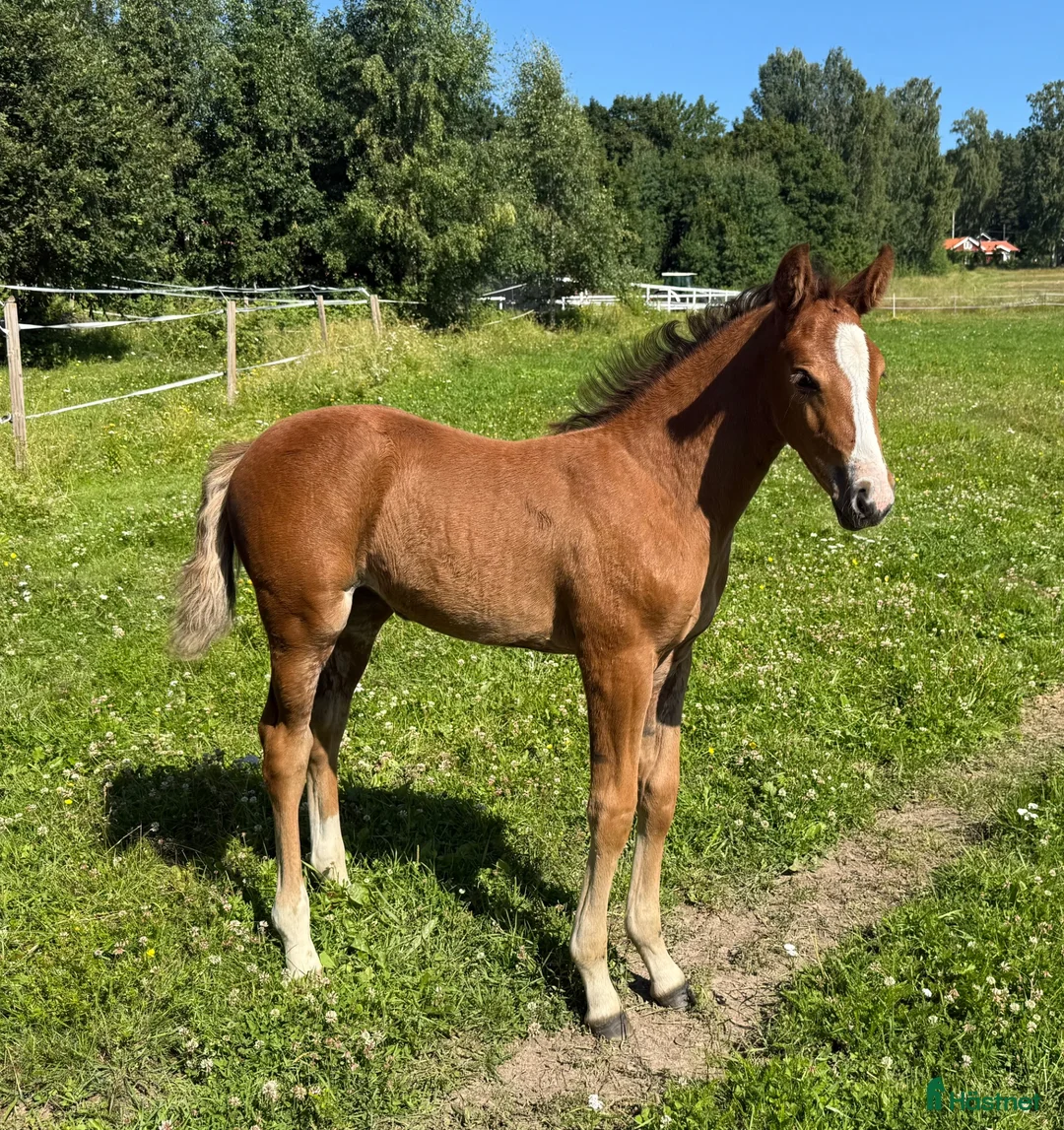 Hoppning hästar till salu: Stoföl u: svårklass mördene e:Janeiro de Bieville - Annons 1