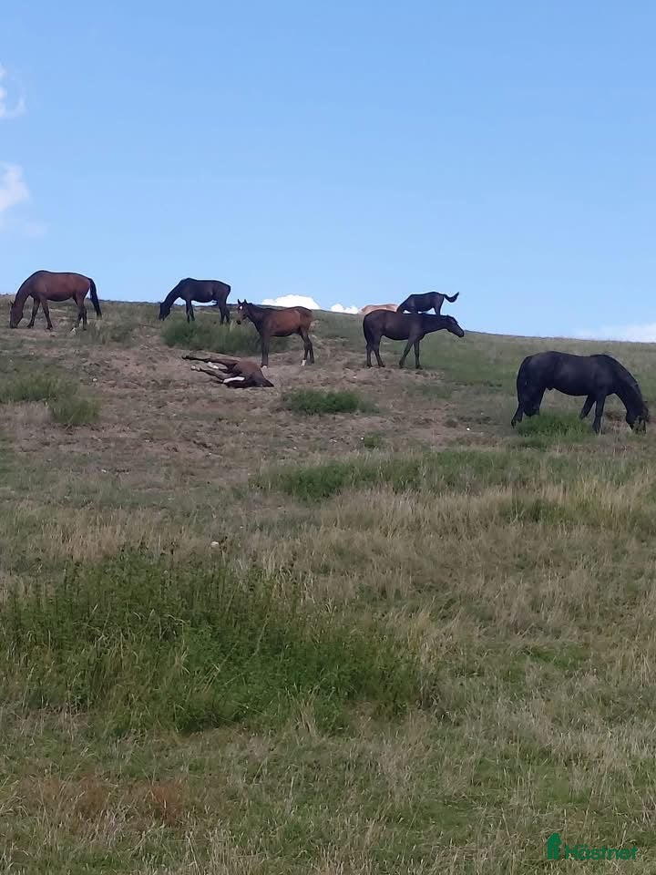  stallplats Sommarbete för unghingstar/valacker i Degeberga - Annons 6