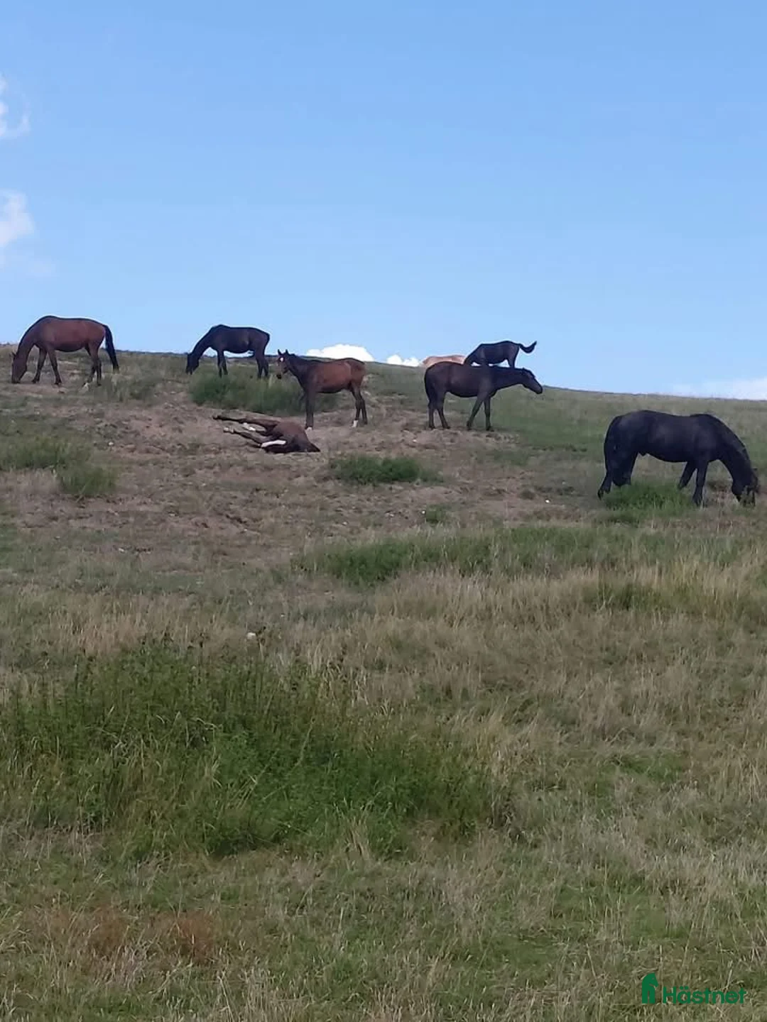  stallplats finnes: Sommarbete för unghingstar/valacker i Degeberga - Annons 1