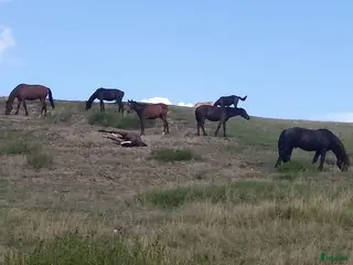 stallplats Sommarbete för unghingstar/valacker i Degeberga - Annons 6