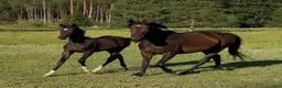 Trav hästar till salu: Fin högrest sto åring för trav säjes/bytes - Annons 5
