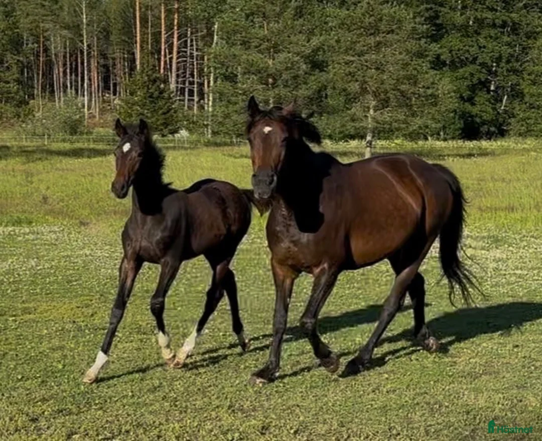 Trav hästar till salu: Fin högrest sto åring för trav säjes/bytes - Annons 5